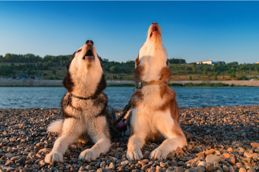 Hund jault Sieben mögliche Gründe